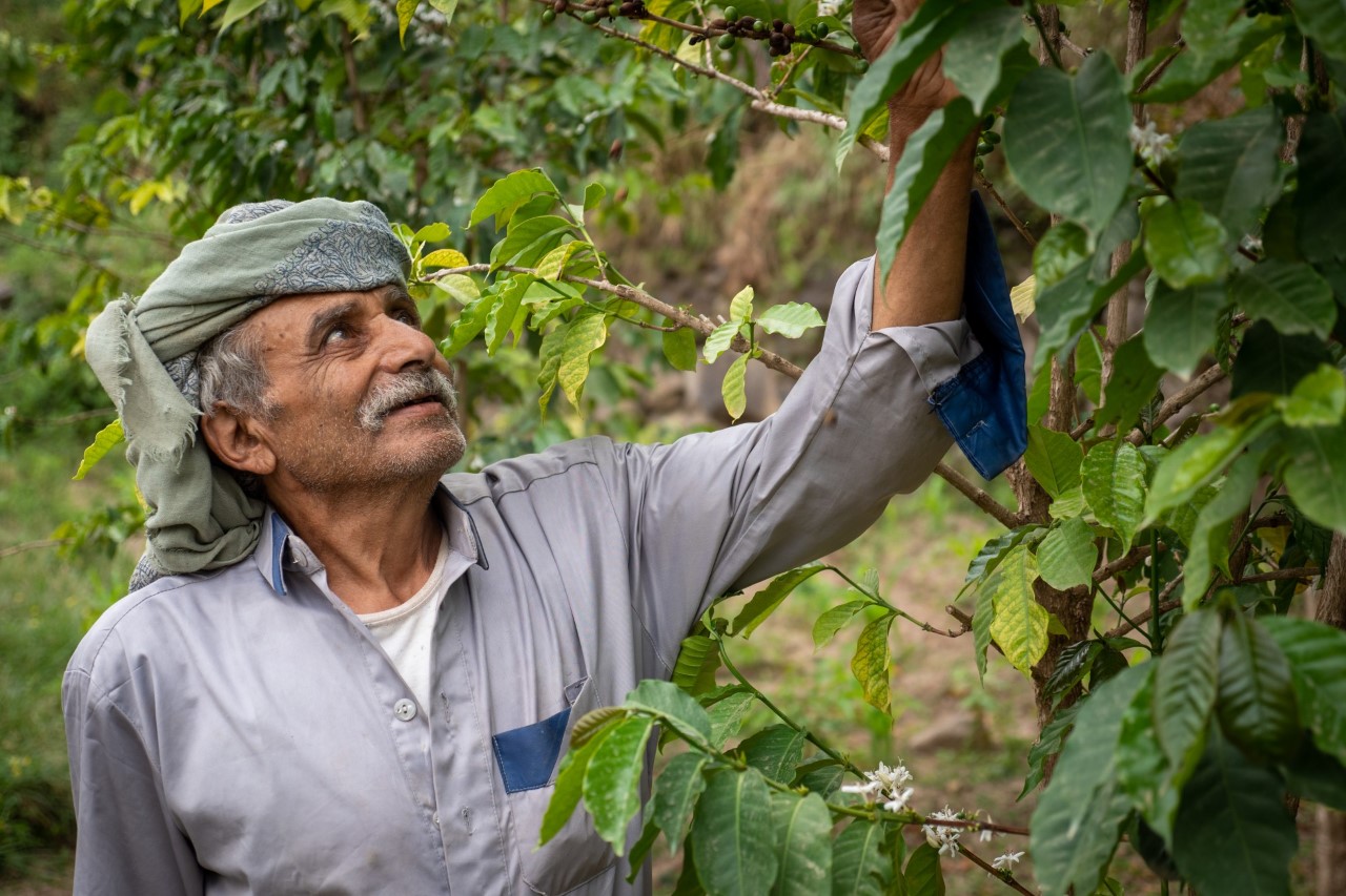 Qaid Bahil inspects his coffee blossoms in Bani Ofair | Evermore