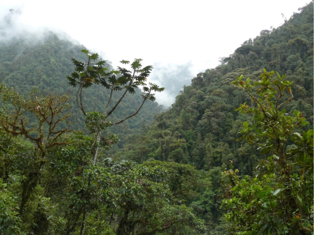 Shade-grown Coffee Finca el Quinde Ecuador | Evermore