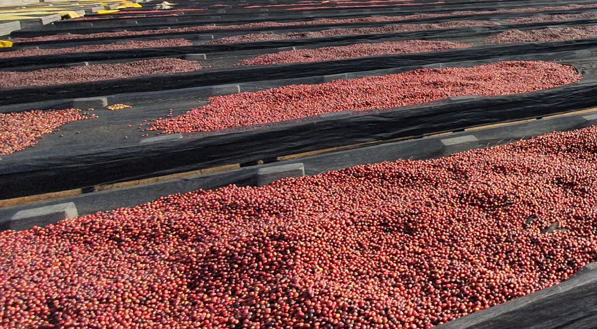 Uganda Raised Coffee Beds
