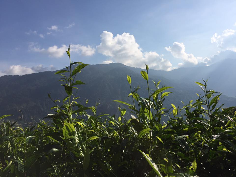 A tea tree forest in Ha Giang