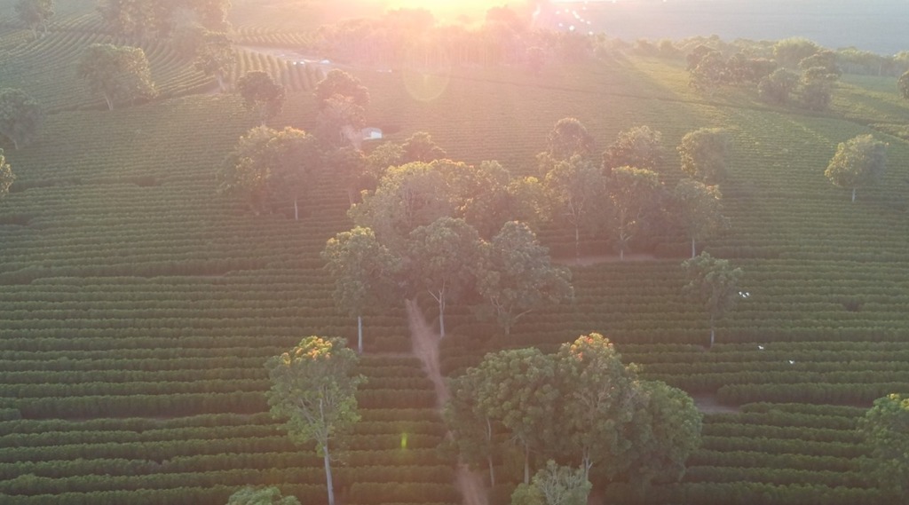 Sunrise at Fazenda Estrela