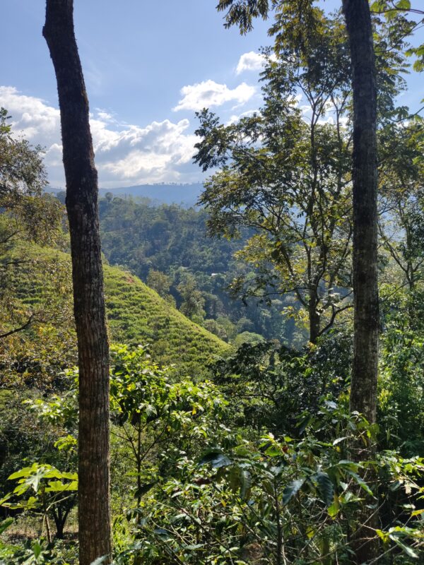 La Papayera Farm with shade grown coffee Colombia | Evermore