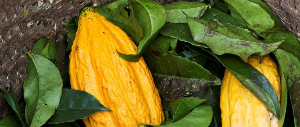 Arriba Nacional is een cacaosoort met een fijne, fruitige en bloemige smaak. 