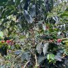 peru duberli koffiebonen