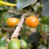 peru duberli koffiebonen