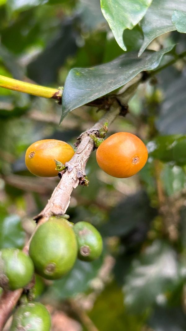 peru duberli koffiebonen
