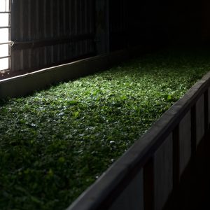 Darjeeling First Flush 2025 Yanki Tea Cooperative