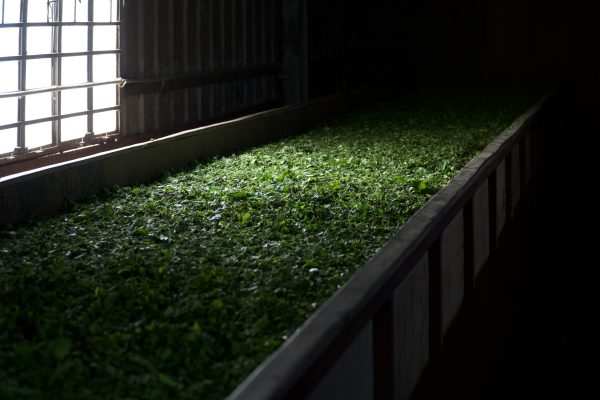 Darjeeling First Flush 2025 Yanki Tea Cooperative