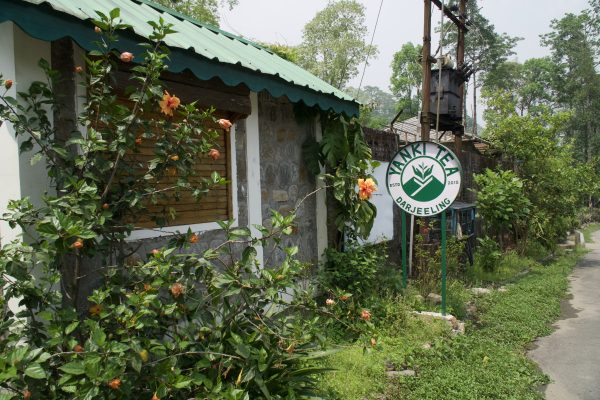 Darjeeling First Flush Yanki Tea Cooperative