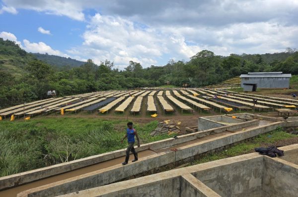 ethiopia yirgacheffe koffie