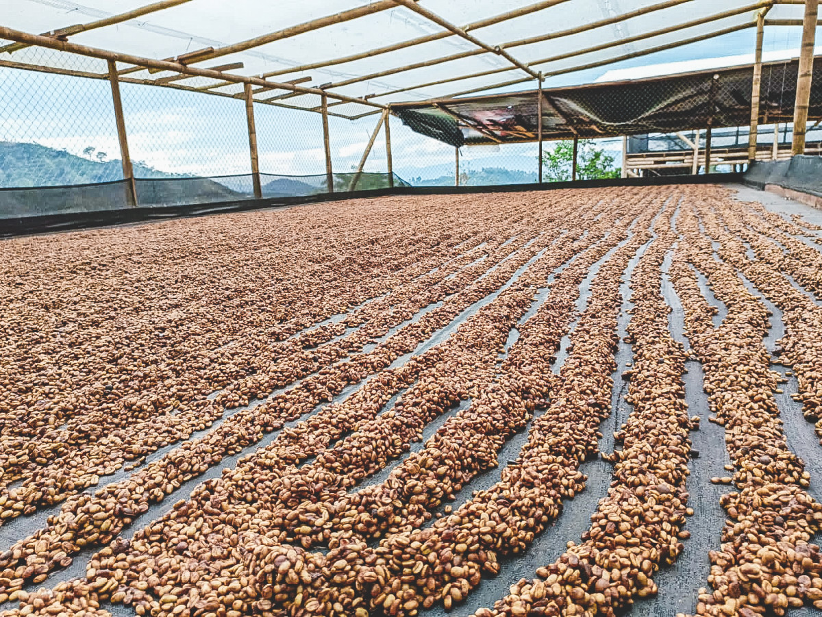 Colombia Solsticio Triple Fermented Koffiebonen - Afbeelding 2