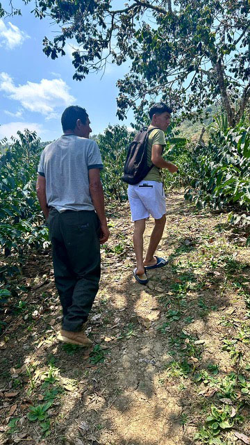 Peru Praxides Pintado Washed Anaerobic Geisha Coffee Beans - Image 3