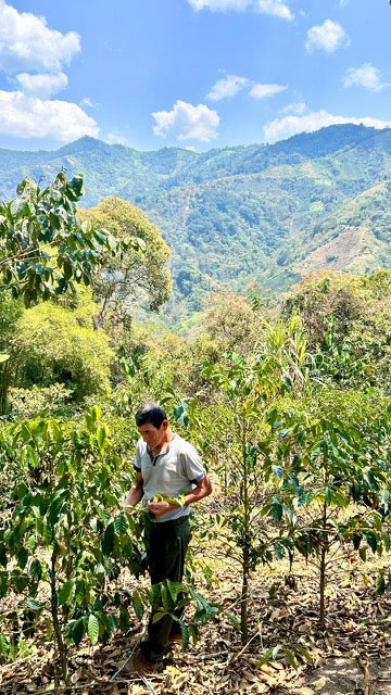 Peru Praxides Pintado Washed Anaerobic Geisha Coffee Beans - Image 4