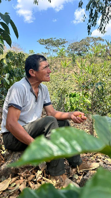Peru Praxides Pintado Washed Anaerobic Geisha Coffee Beans - Image 5