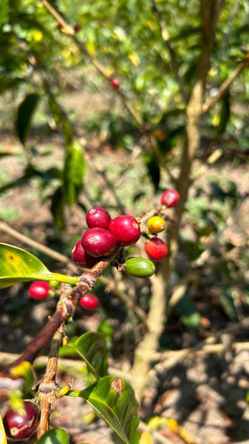 Peru Praxides Pintado Washed Anaerobic Geisha Coffee Beans - Image 6
